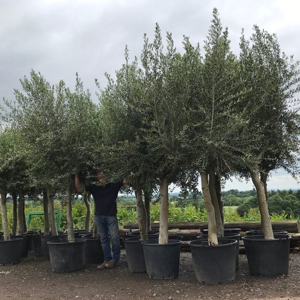 Mature Standard Olive Tree We Always Have Similar Trees In Stock