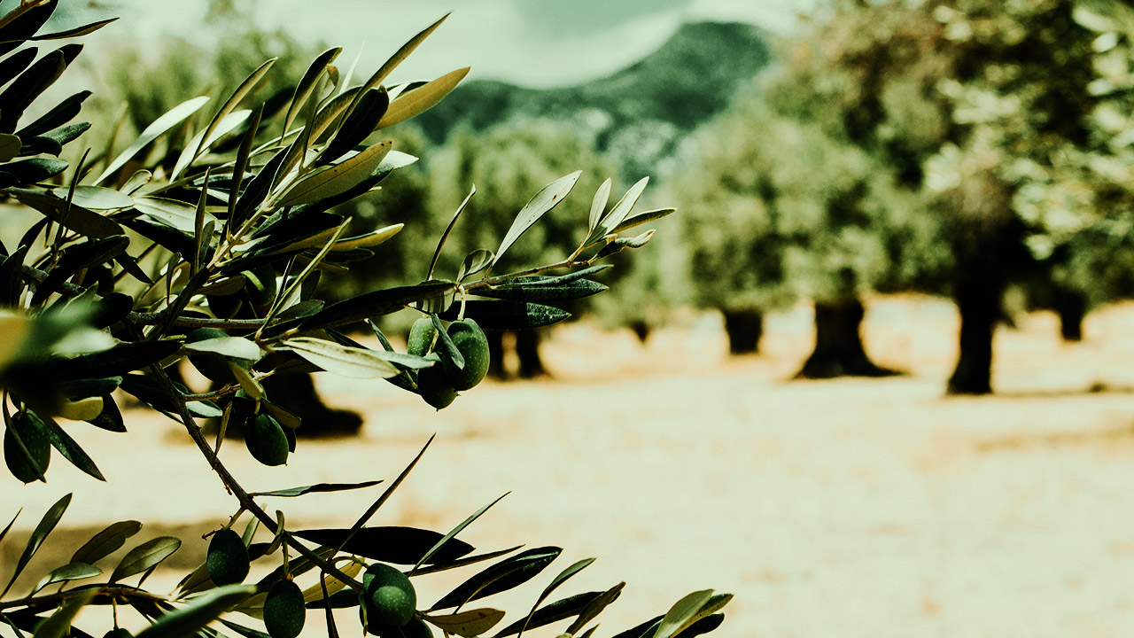 buy an olive tree