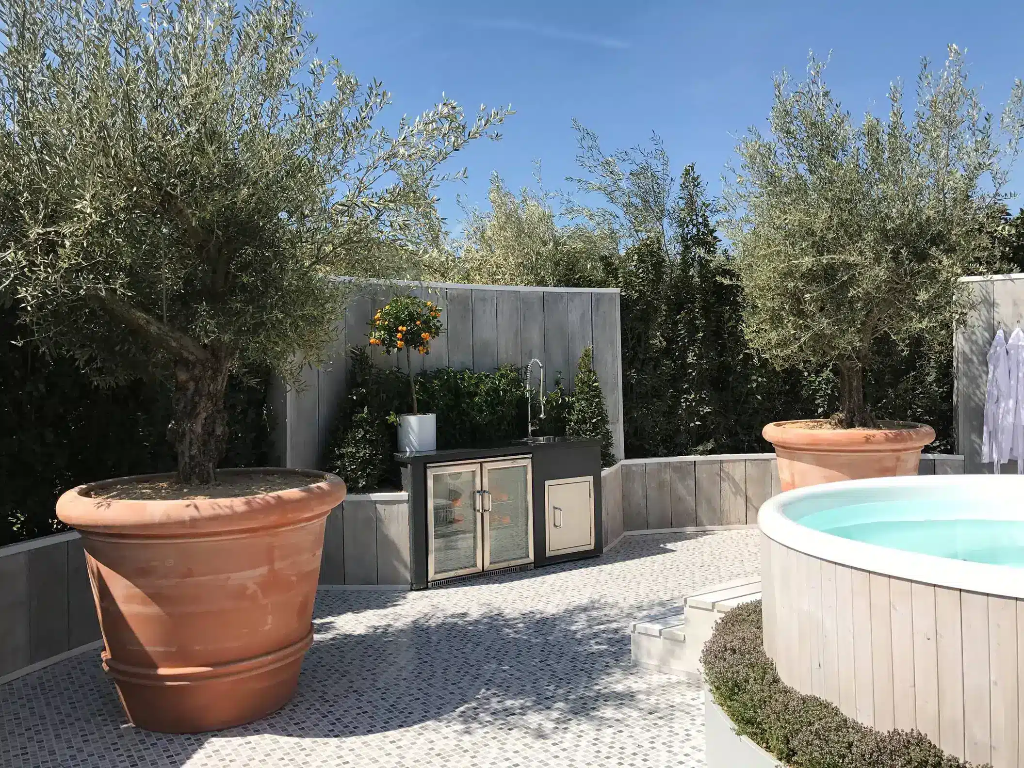 olive trees in spain 1