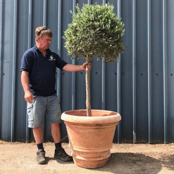 73cm Terracotta Pot Tree Not Included Olive Trees