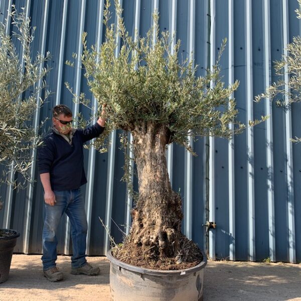 Olive Tree D47