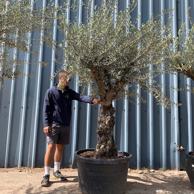 Olive Tree L298 | Wonderful specimen | Villaggio Verde ...