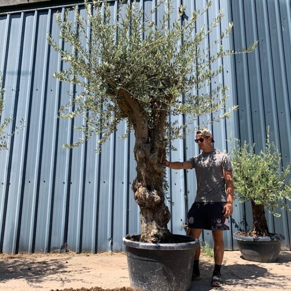 Olive Tree Specimen L1139