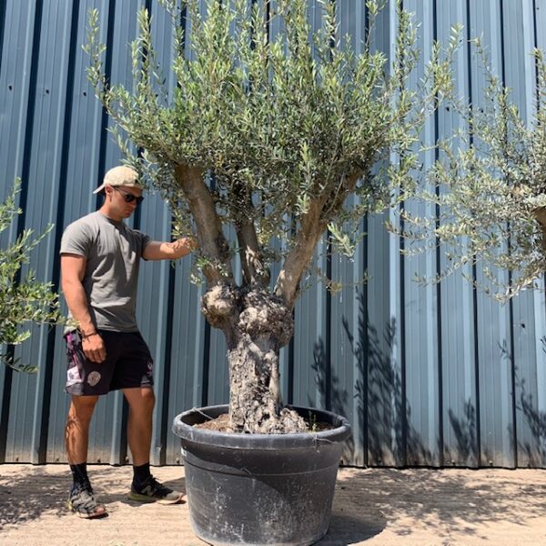 Olive Tree Specimen L1152