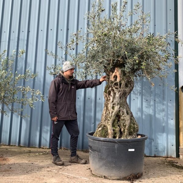Olive Tree Specimen L2483
