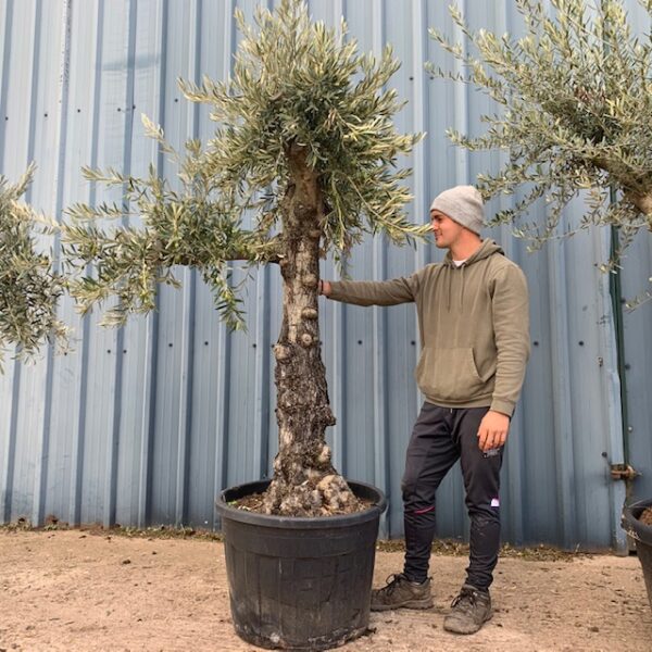 Olive Tree Specimen L2914