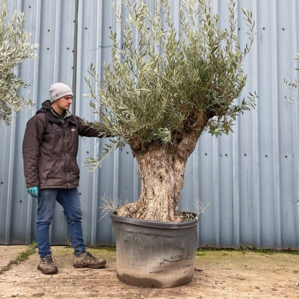 Olive Tree Specimen D347