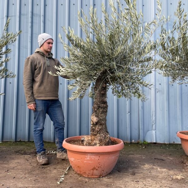 Olive Tree Specimen L3370 - Olive Trees Supplier- VILLAGGIO VERDE