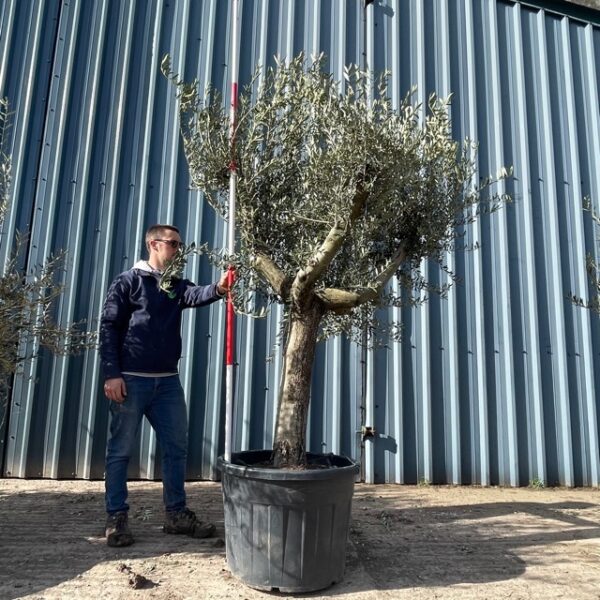 Olive Tree Specimen L4015