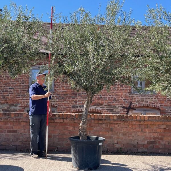 Fine Branched Mature Specimen Olive Tree L11602