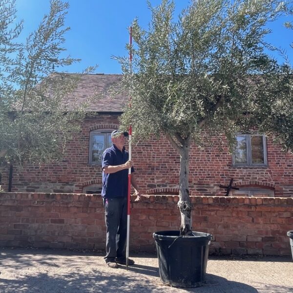 Splendid Tall Mature Specimen Olive Tree L11607