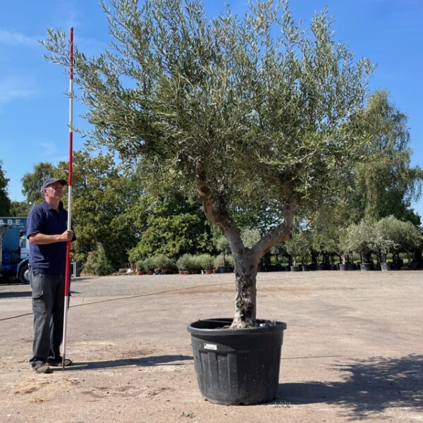 Super Branched Mature Specimen Olive Tree L11642