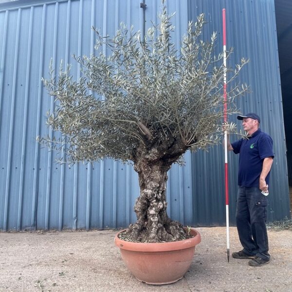 Olive Trees for Sale by Villaggio Verde National Growers of Olive Trees