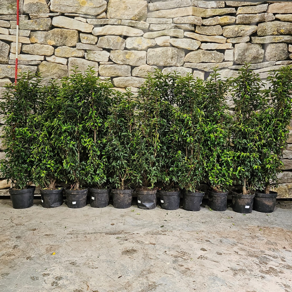 instant-hedge-portuguese-laurel-x-11-olive-trees-supplier