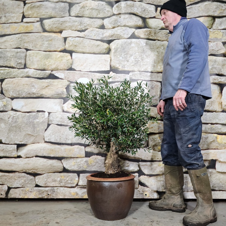 Miniature Mature Olive Tree Specimen 15069 In 38cm Ironstone Glazed Pot ...