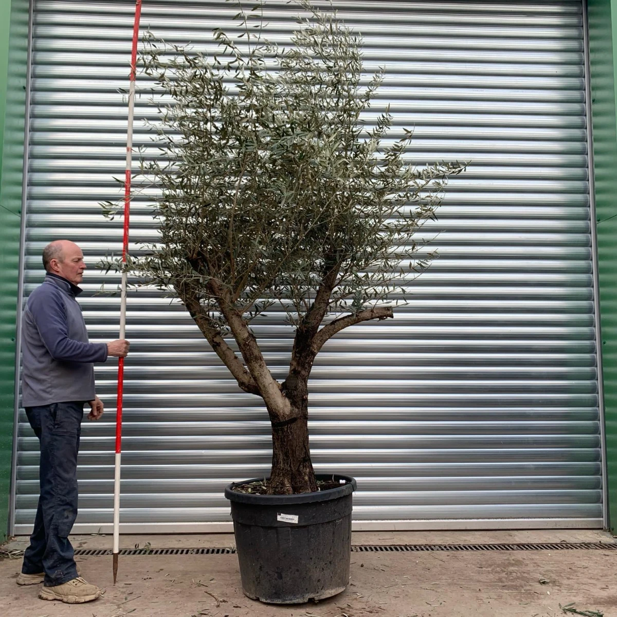 Quirky Branched Olive Fruit Tree Specimen 16799