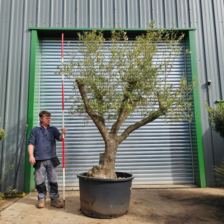 Fabulous Natural Multi-Forked Ancient Specimen Olive Tree 15354 | Olive ...