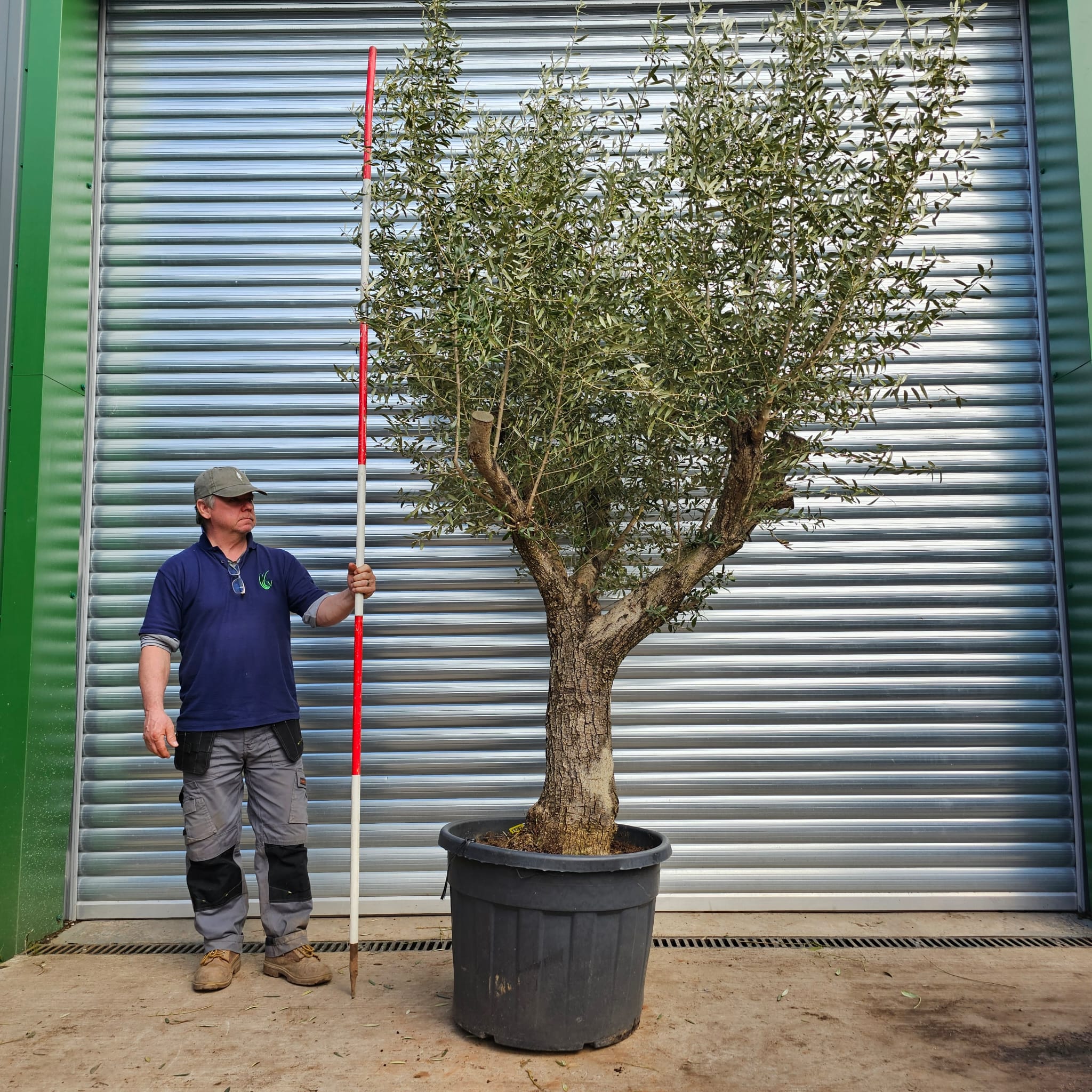 Impressive Branched Specimen Olive Tree 15363 | Olive Trees Supplier