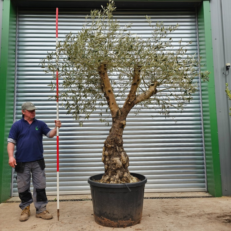 Beautiful Trunk Old & Open Crown Specimen Olive Tree 15370 | Olive ...