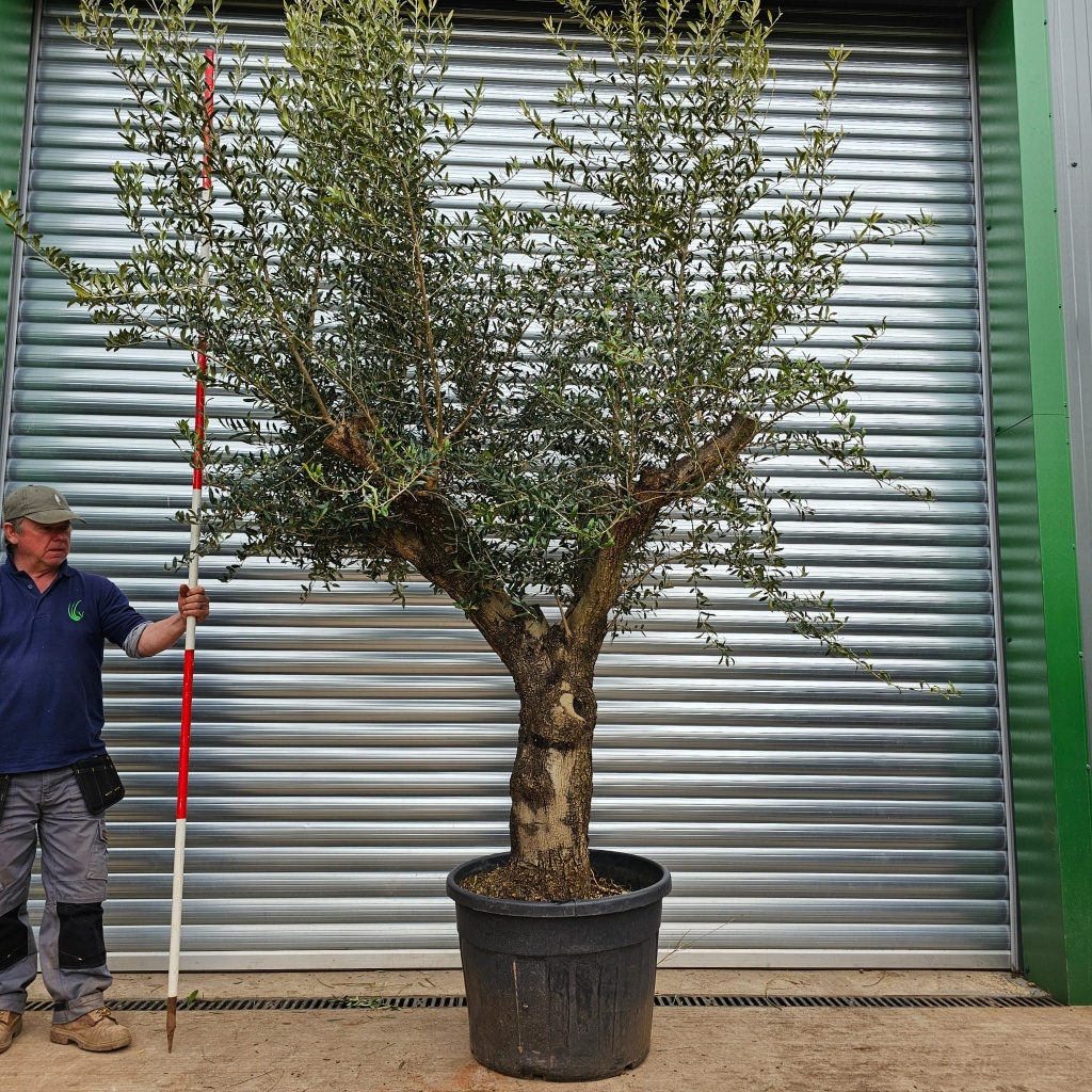 Super Branched Old Specimen Olive Tree 15372 | Olive Trees Supplier