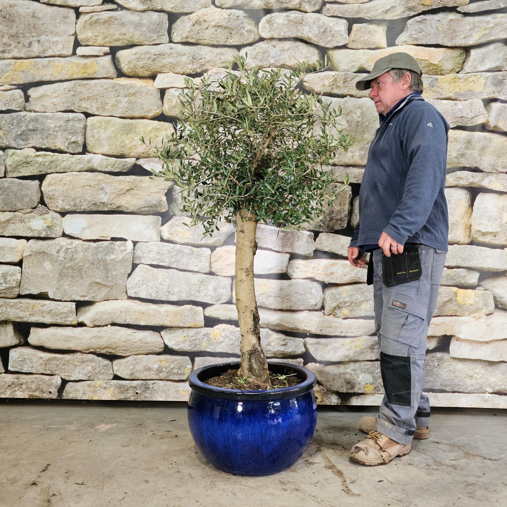 Super Mature Olive Tree Specimen 15403 In 50cm Frost Proof Blue Clay ...