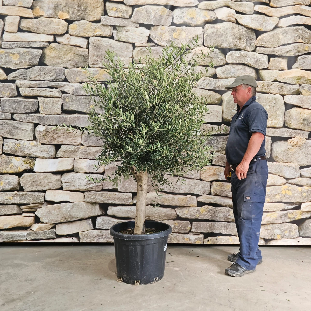 Super Mature Olive Fruit Tree - Venice (Generic)