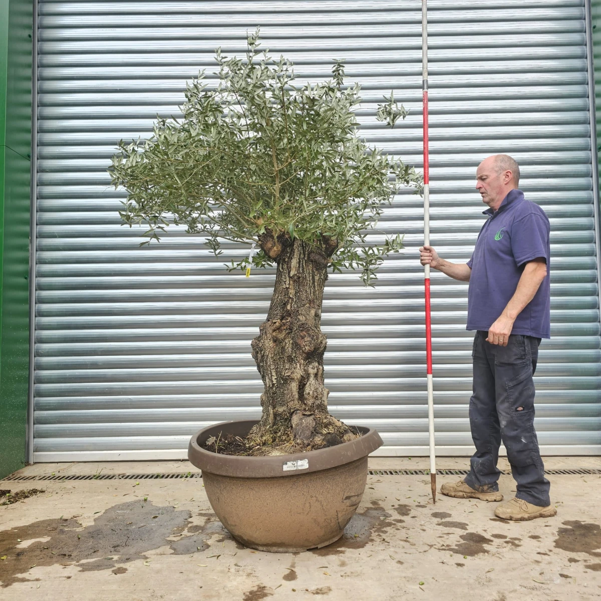 Lovely Olive Fruit Tree Specimen 17932