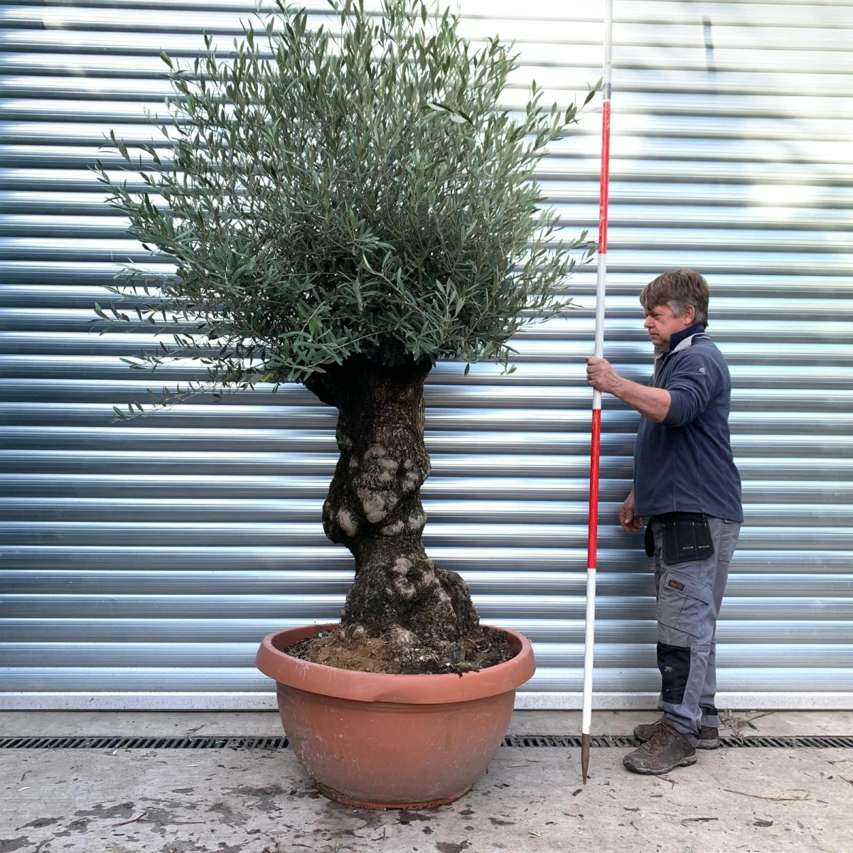 Fabulous Ancient Olive Fruit Tree Specimen in our Bowl Format 17059