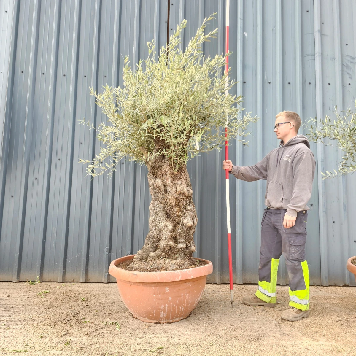 Fabulous Olive Fruit Tree Specimen 17903 in our Bowl Format