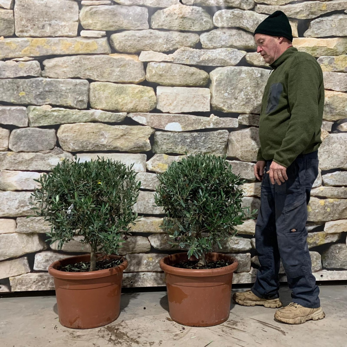 Beautiful Pair of Clipped Olive Balls (generic)