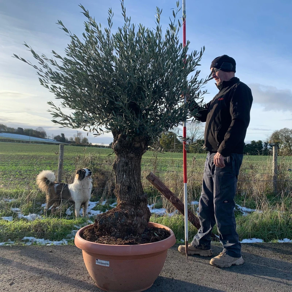 Lovely Gnarly Specimen Olive Fruit Tree in our Bowl Format 18029