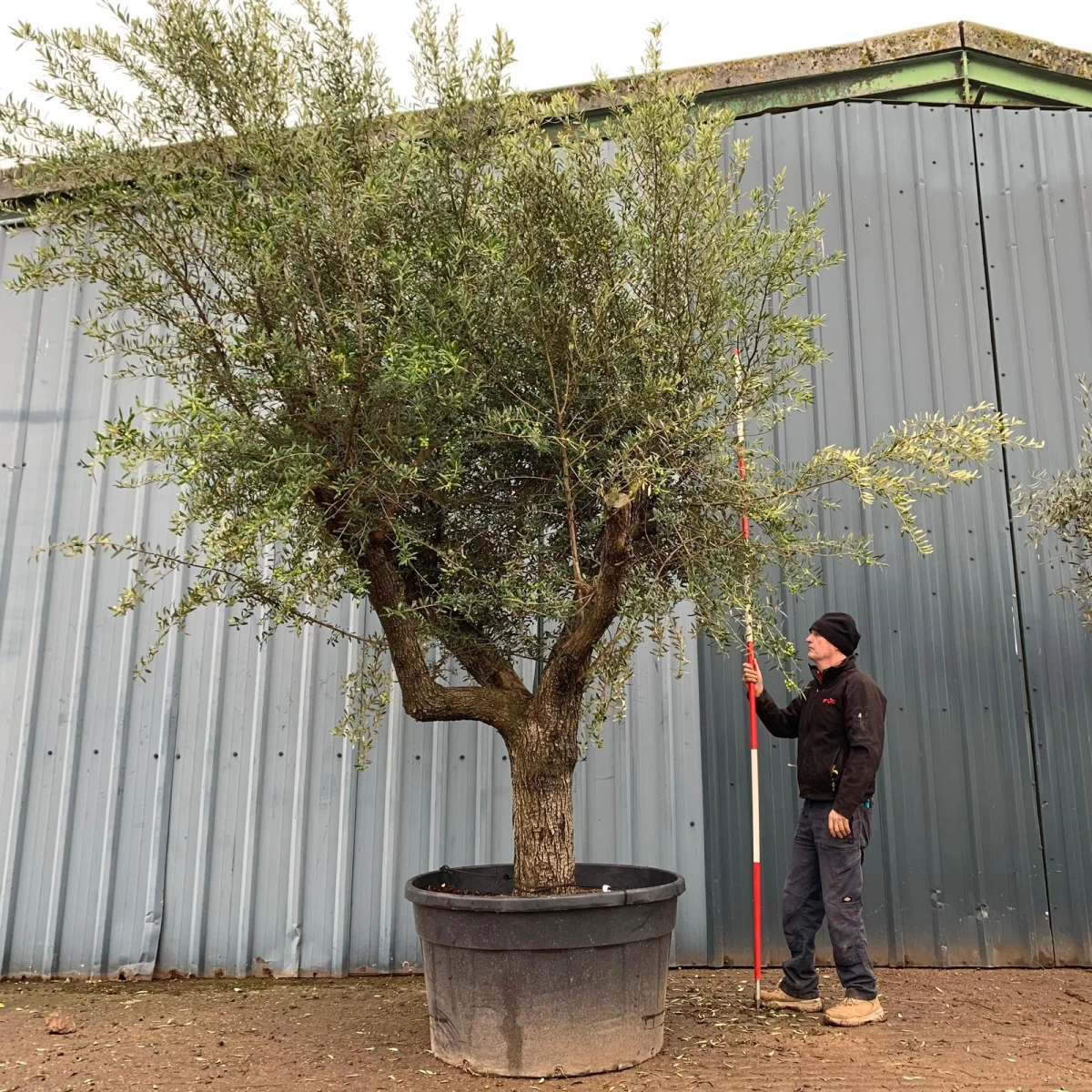 Fabulous Full Sized Specimen Olive Fruit Tree Loaded with Fruit 18909 RESERVED