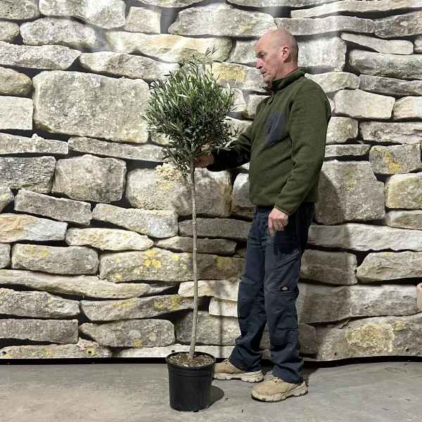The Kensington Olive Fruit Tree - Villaggio Value!