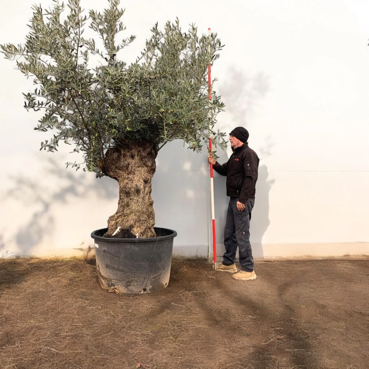 Amazing Specimen Olive Fruit Tree Loaded with Fruit 18889