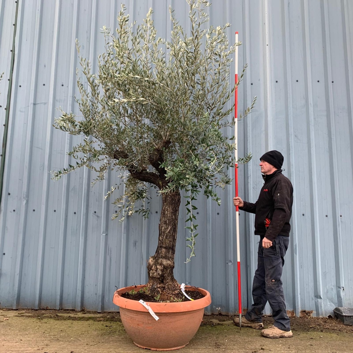 Super Branched Old Specimen Olive Fruit Tree in our Bowl Format - 17311