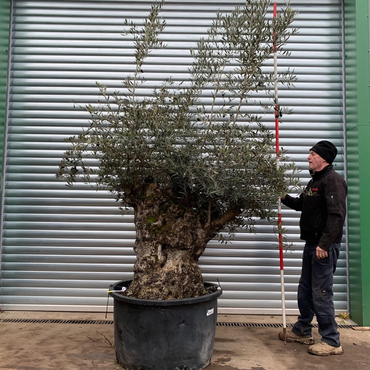 Amazing Old Specimen Olive Fruit Tree 17320