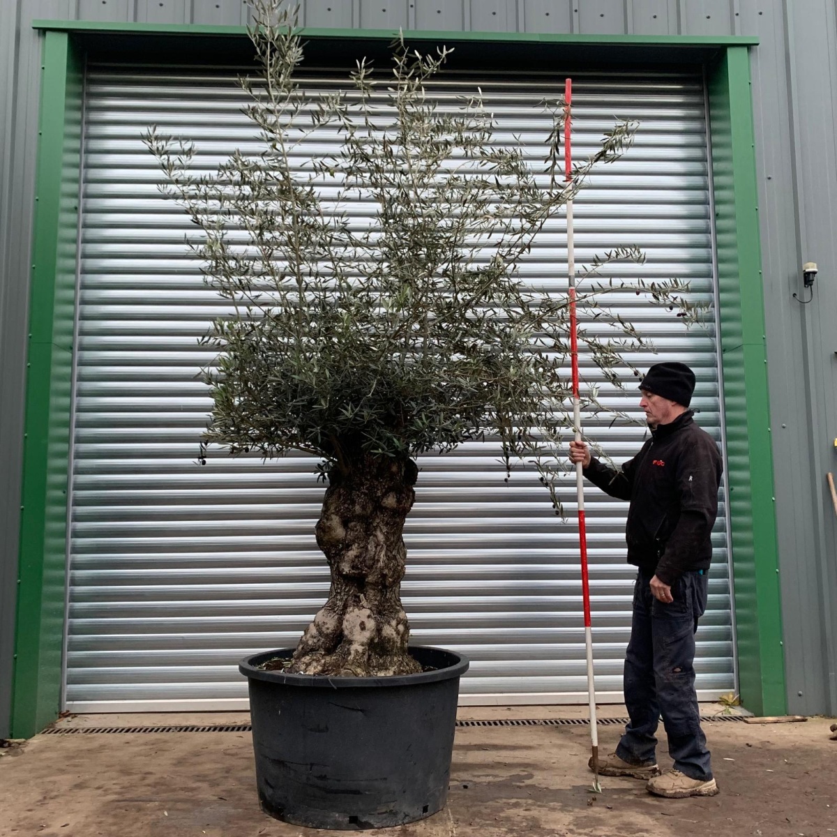 Lovely Old Specimen Olive Fruit Tree 17321