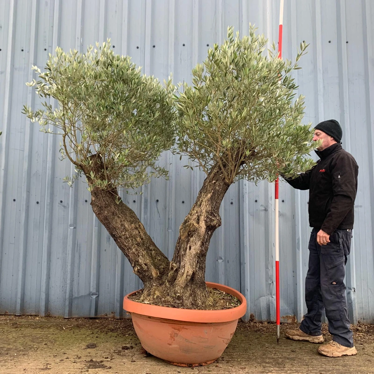 Wonderful Unusual Double Trunk Old Specimen Olive Fruit Tree 17374