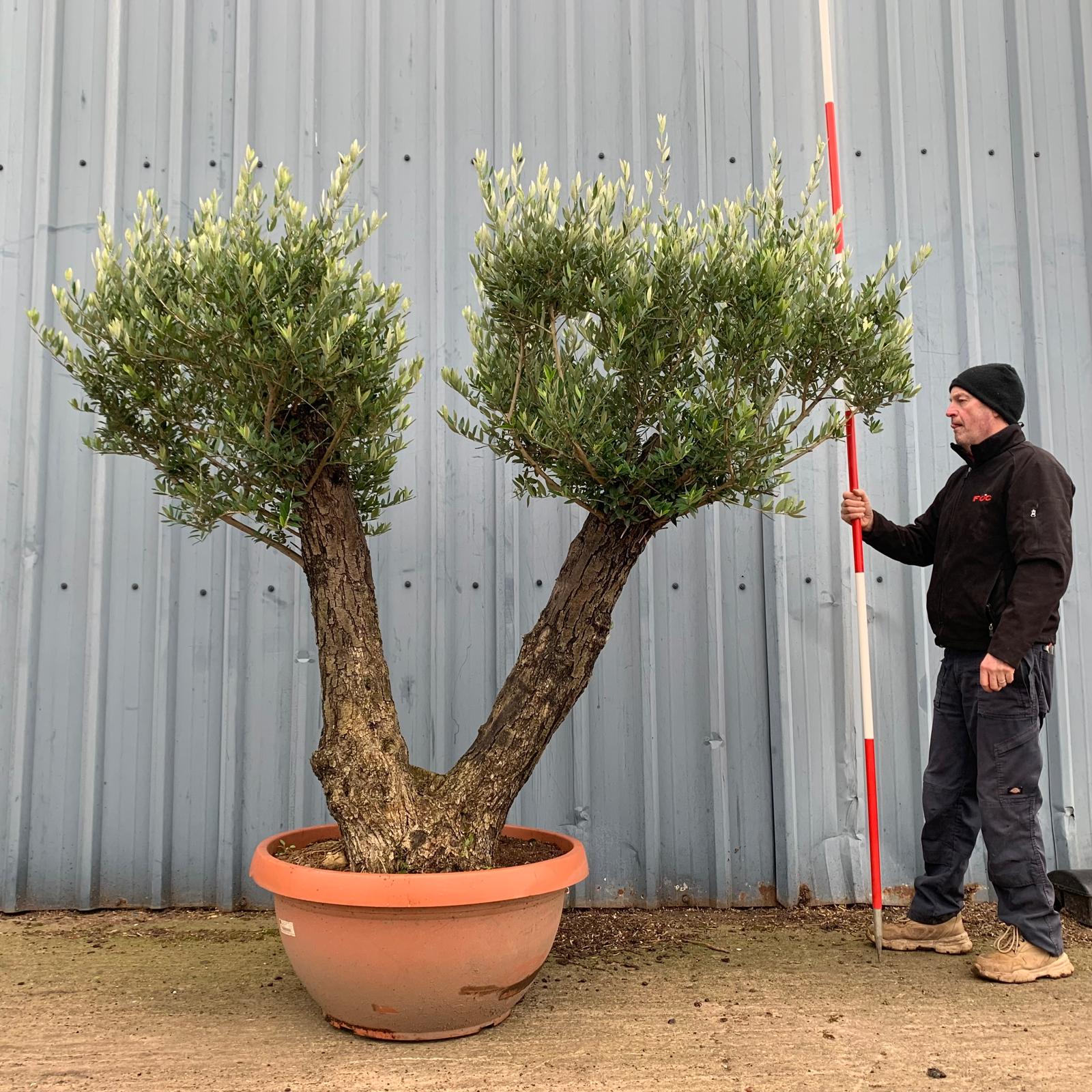 Wonderful Unusual Double Trunk Old Specimen Olive Fruit Tree 17391 ...