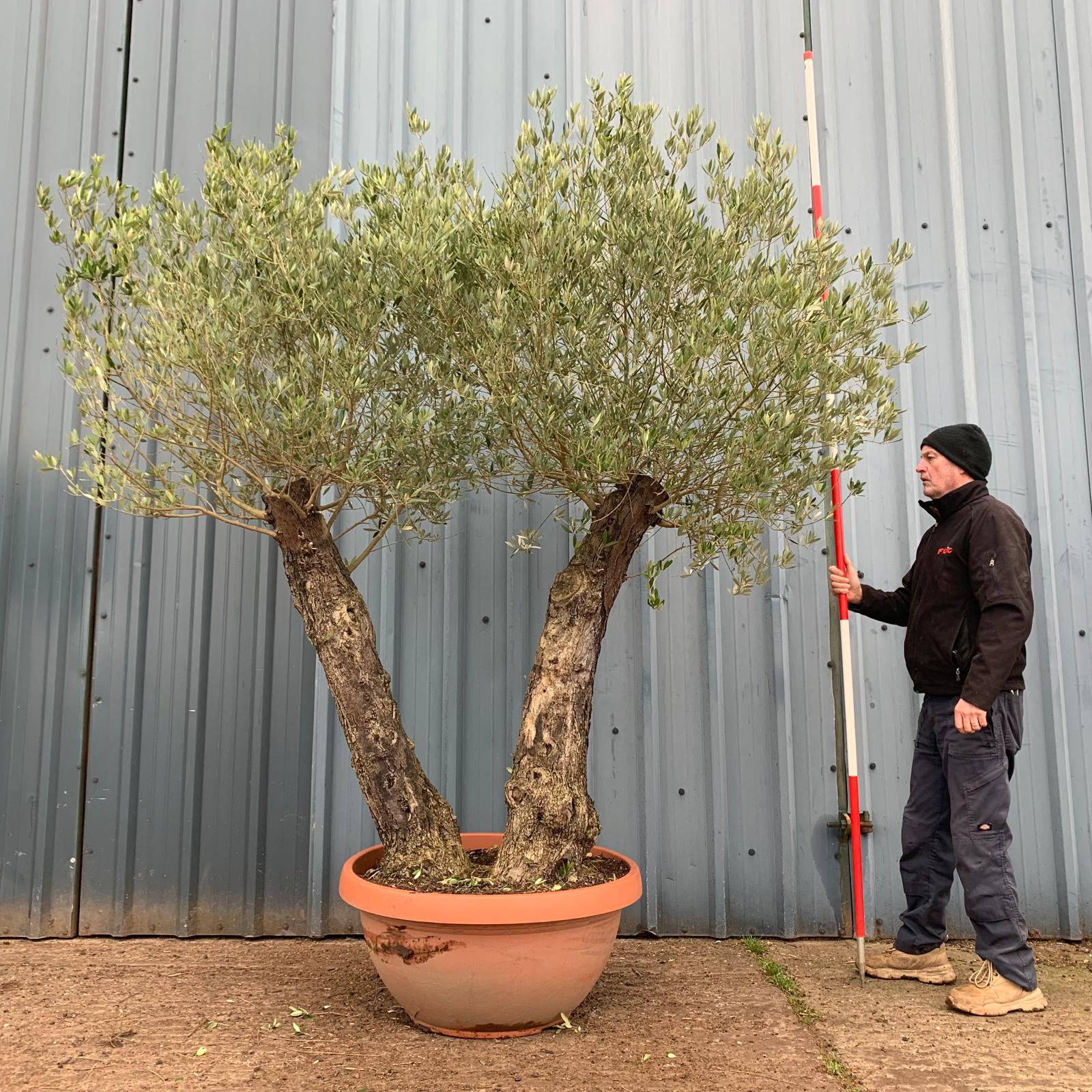 Wonderful Unusual Double Trunk Old Specimen Olive Fruit Tree 17392 ...