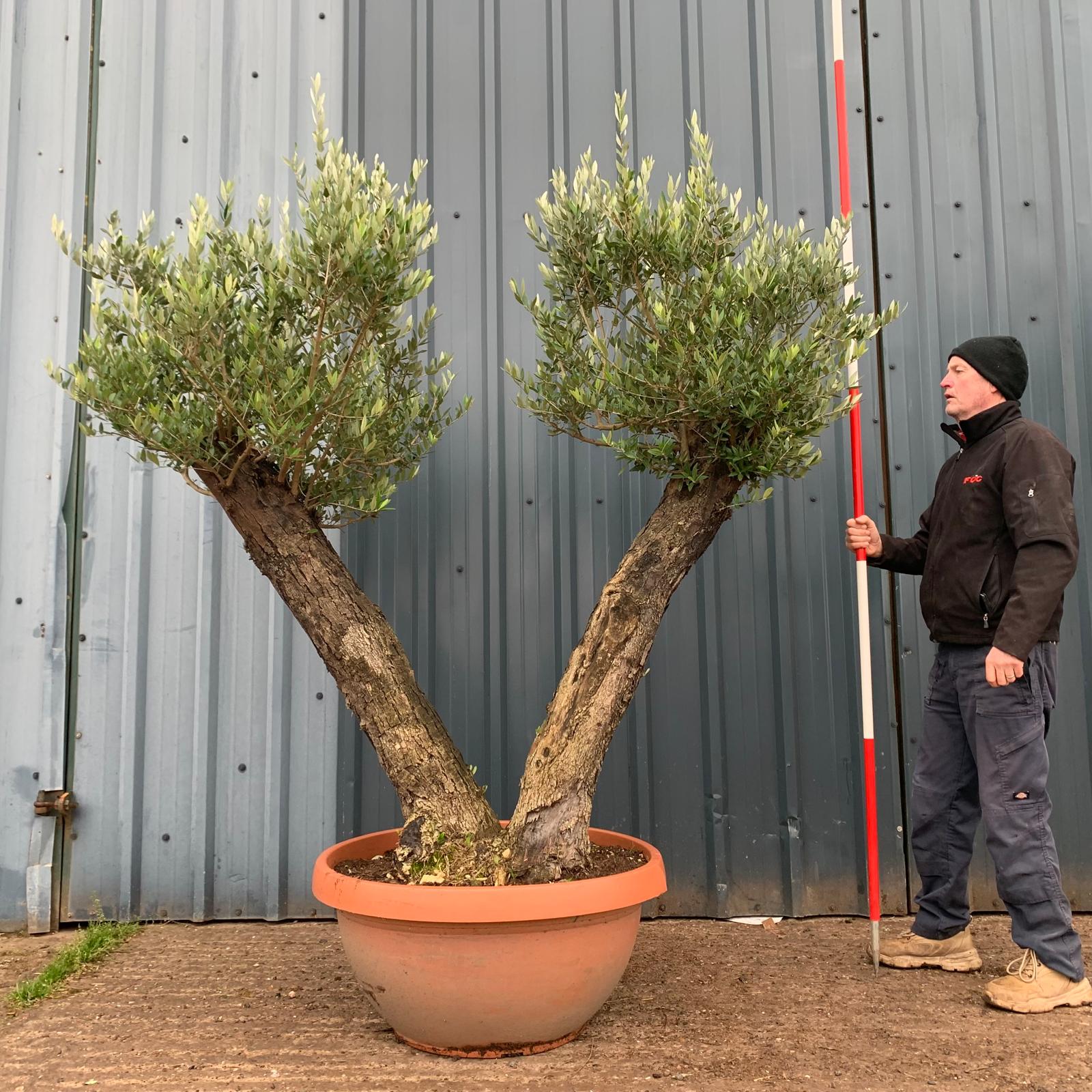 Wonderful Unusual Double Trunk Old Specimen Olive Fruit Tree 17393 ...