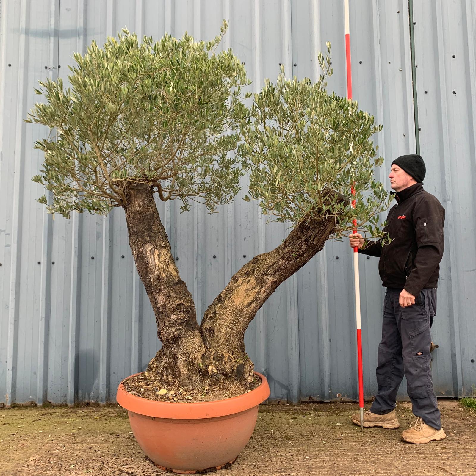 Wonderful Unusual Double Trunk Old Specimen Olive Fruit Tree 17394 ...