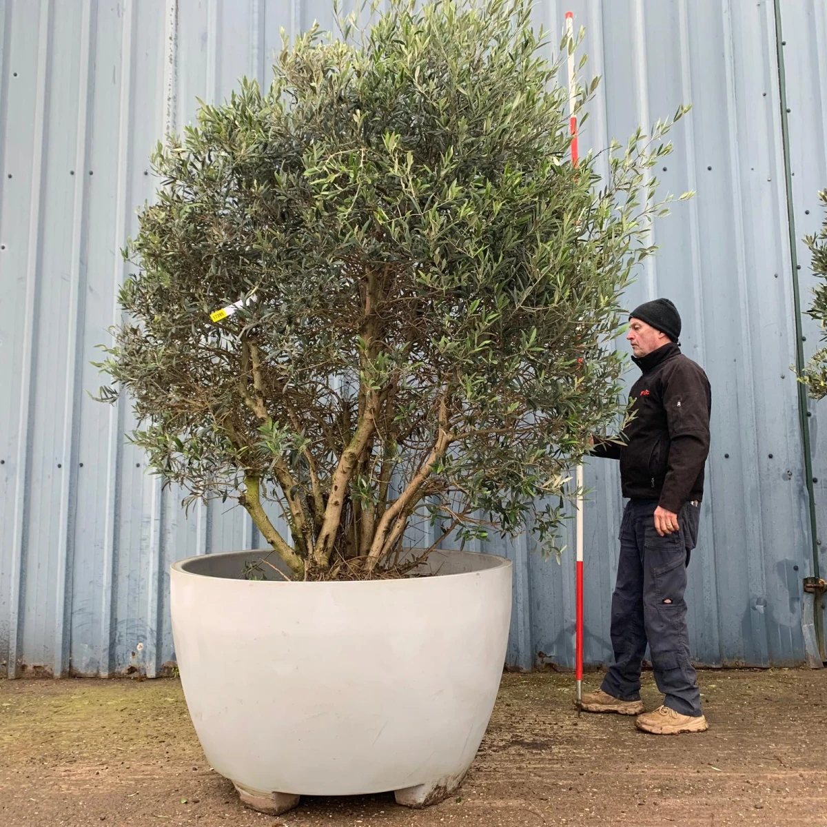 Incredible RARE Form Old Specimen Olive Fruit Tree in Deco Pot 17395