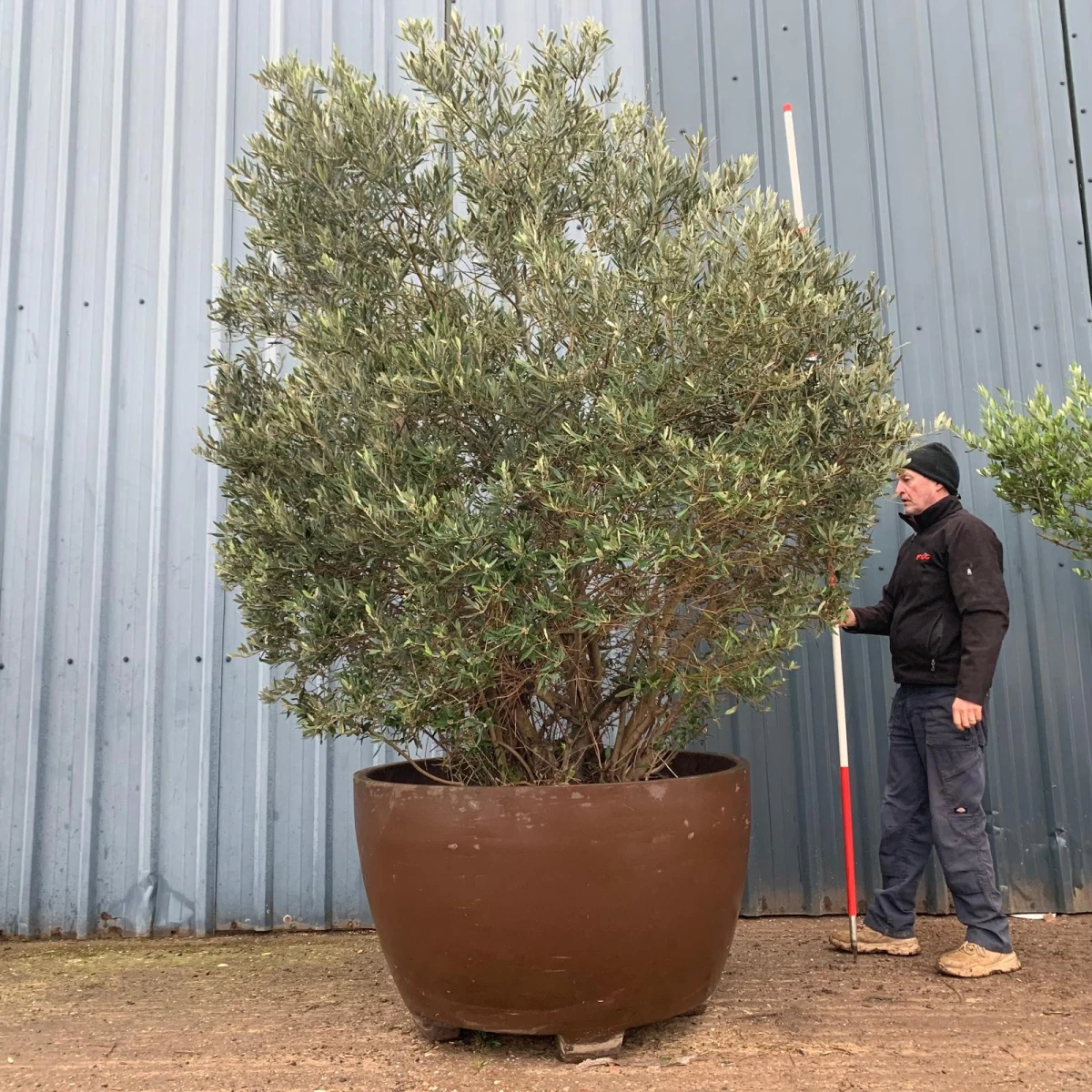 Incredible RARE Form Old Specimen Olive Fruit Tree in Deco Pot 17396