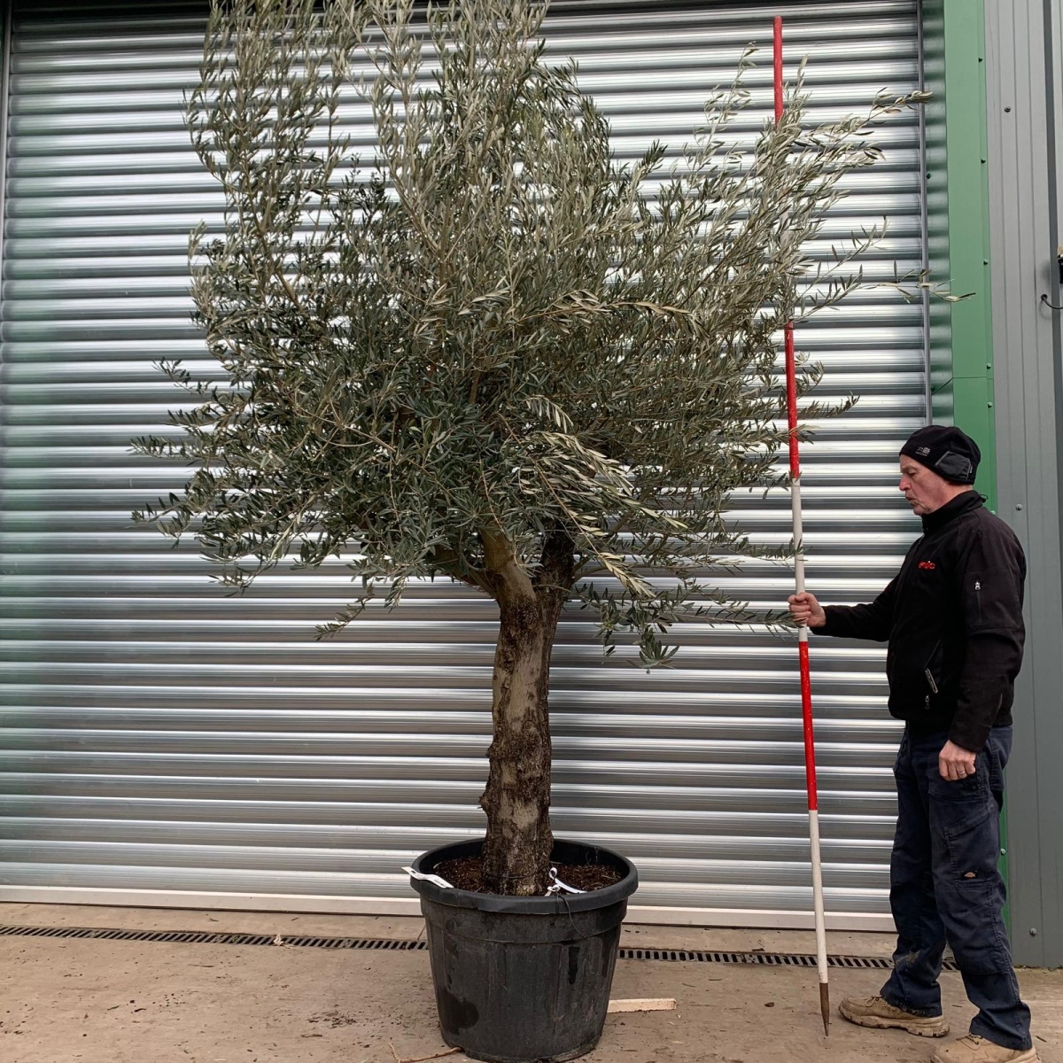 Beautiful Old Olive Fruit Tree Specimen 0812