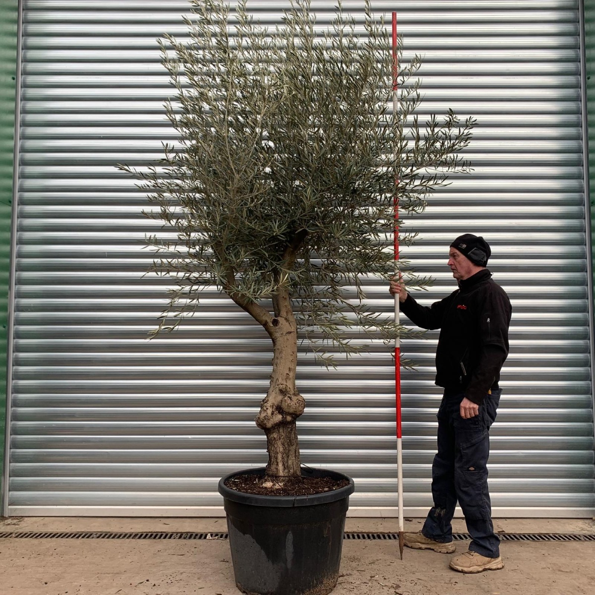 Beautiful Old Olive Fruit Tree Specimen 0813