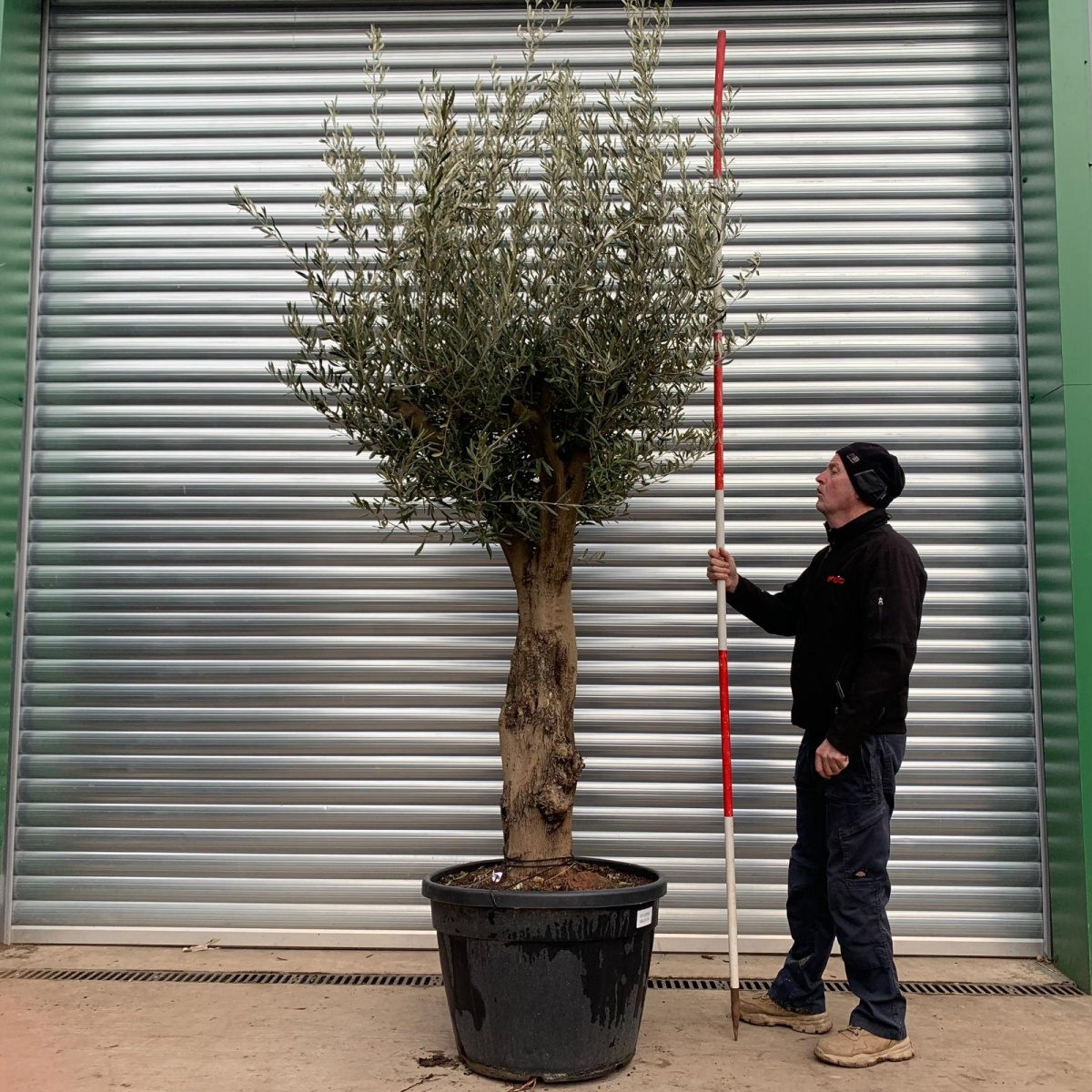 Beautiful Old Olive Fruit Tree Specimen 0814