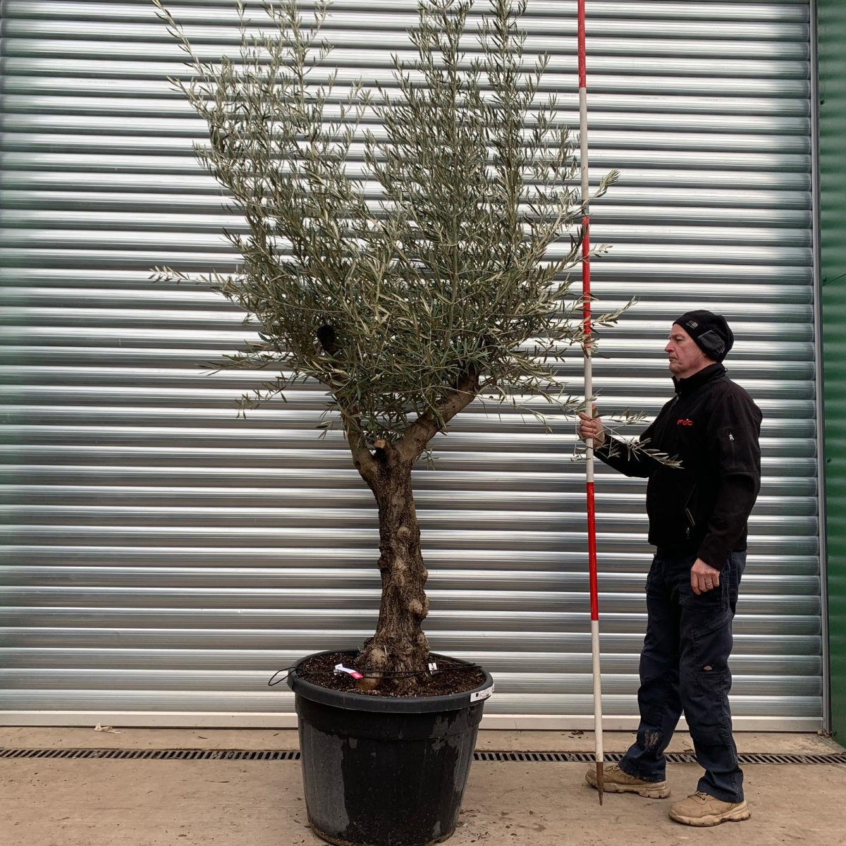 Beautiful Old Olive Fruit Tree Specimen 0815