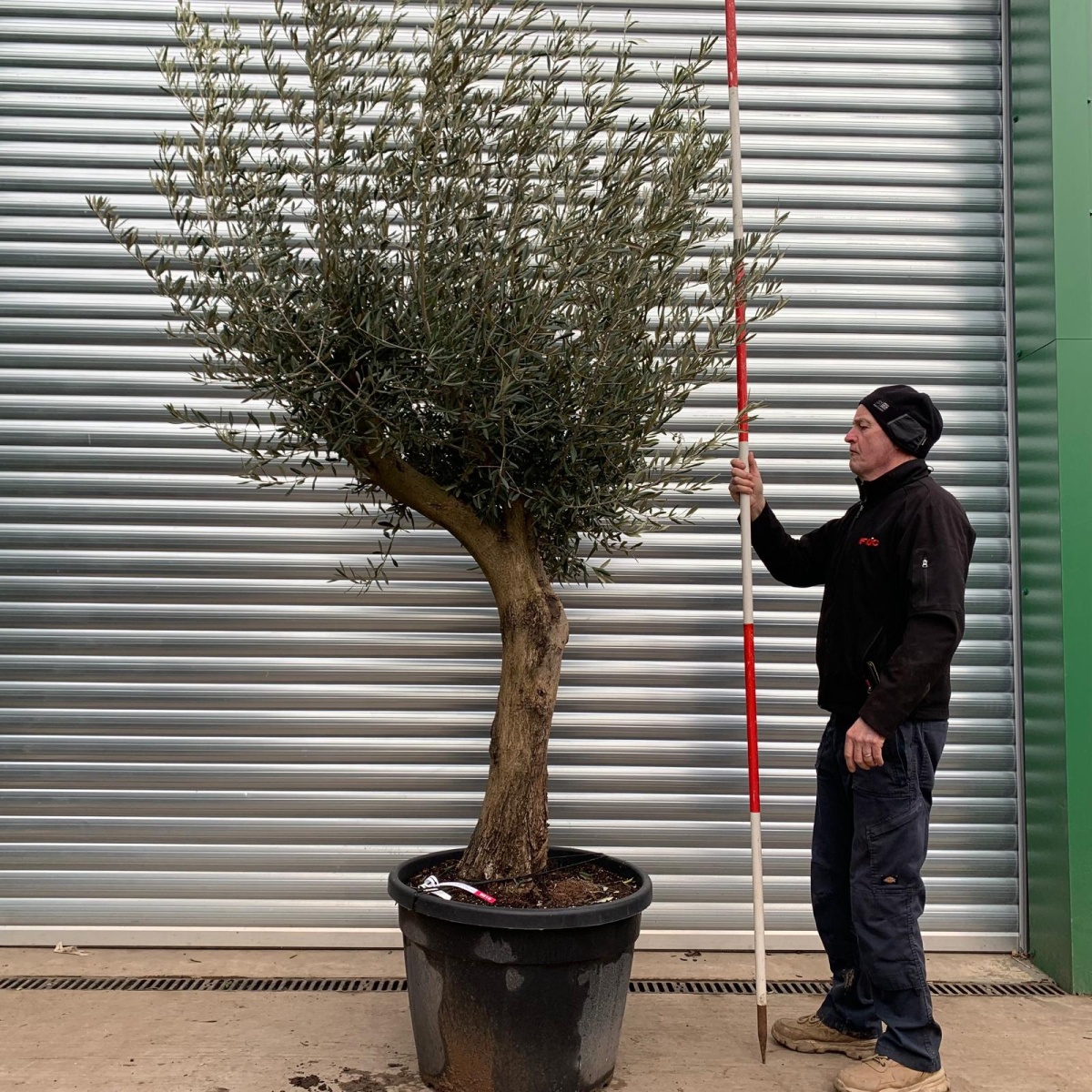 Beautiful Old Olive Fruit Tree Specimen 0816