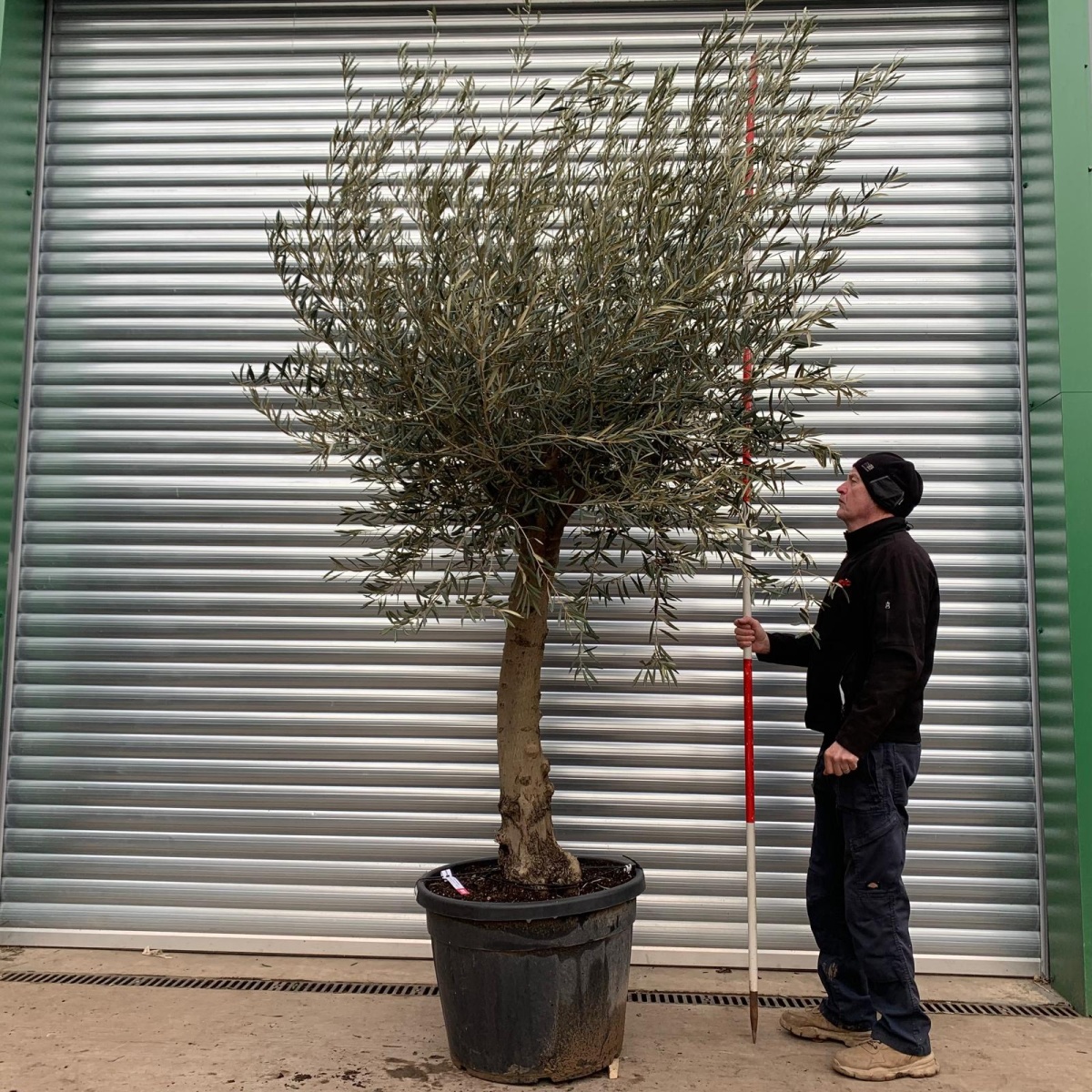 Super Strong Mature Olive Fruit Tree Specimen 0818